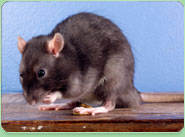 rat control Devizes