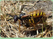 wasp control Devizes